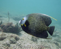 French Angelfish on the Inside Reef at Lauderdale by the ... by Michael Kovach 